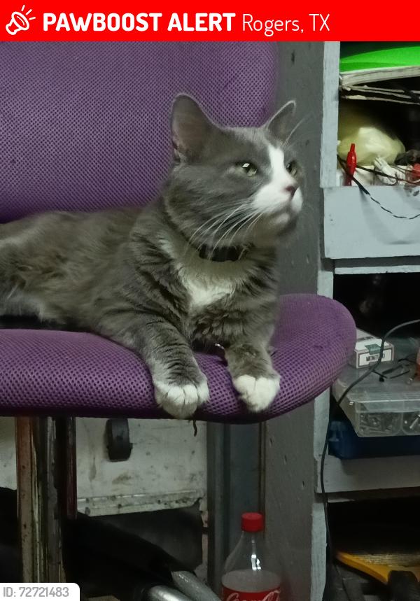 Lost Male Cat last seen Train tracks then grain silos   Fm 437 (Alvin Ailey) headed towards new highway , Rogers, TX 76569