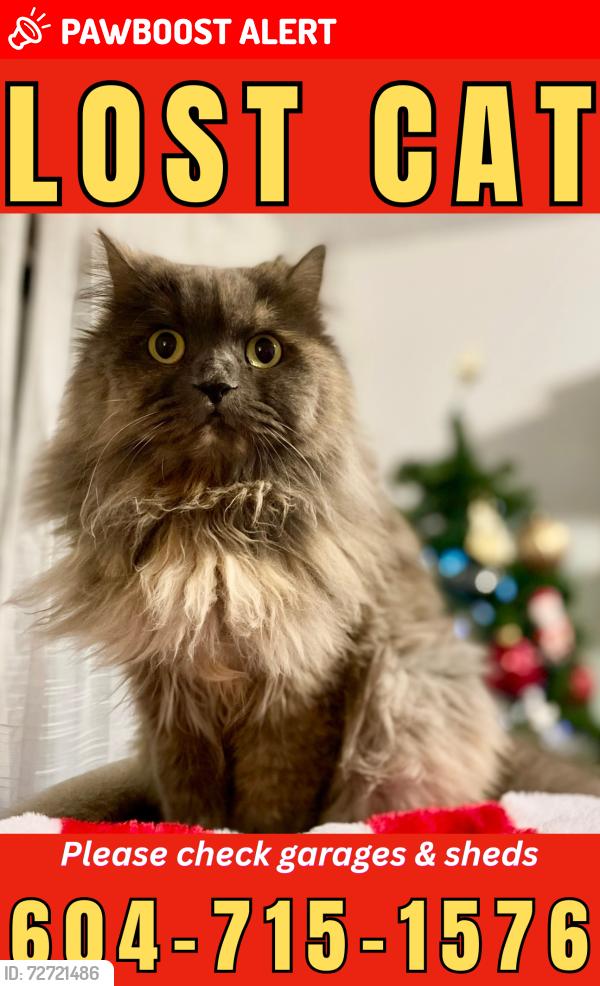 Lost Female Cat last seen Glenaire Drive, North Vancouver , North Vancouver, BC V7P