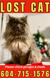 Lost Female Cat last seen Glenaire Drive, North Vancouver , North Vancouver, BC V7P
