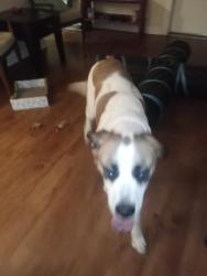 Found/Stray Female Dog last seen Cty Rd 1 & Solon, Dunedin, FL 34698