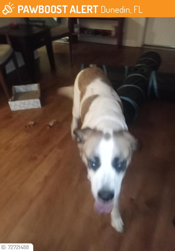 Found/Stray Female Dog last seen Cty Rd 1 & Solon, Dunedin, FL 34698