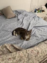Lost Male Cat last seen Muscatel Ave, San Gabriel, CA 91776, San Gabriel, CA 91776