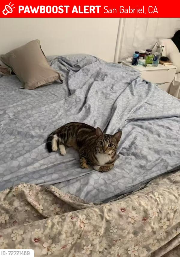 Lost Male Cat last seen Muscatel Ave, San Gabriel, CA 91776, San Gabriel, CA 91776