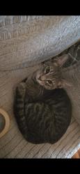 Lost Male Cat last seen Arizona Ave and Germann , Chandler, AZ 85286