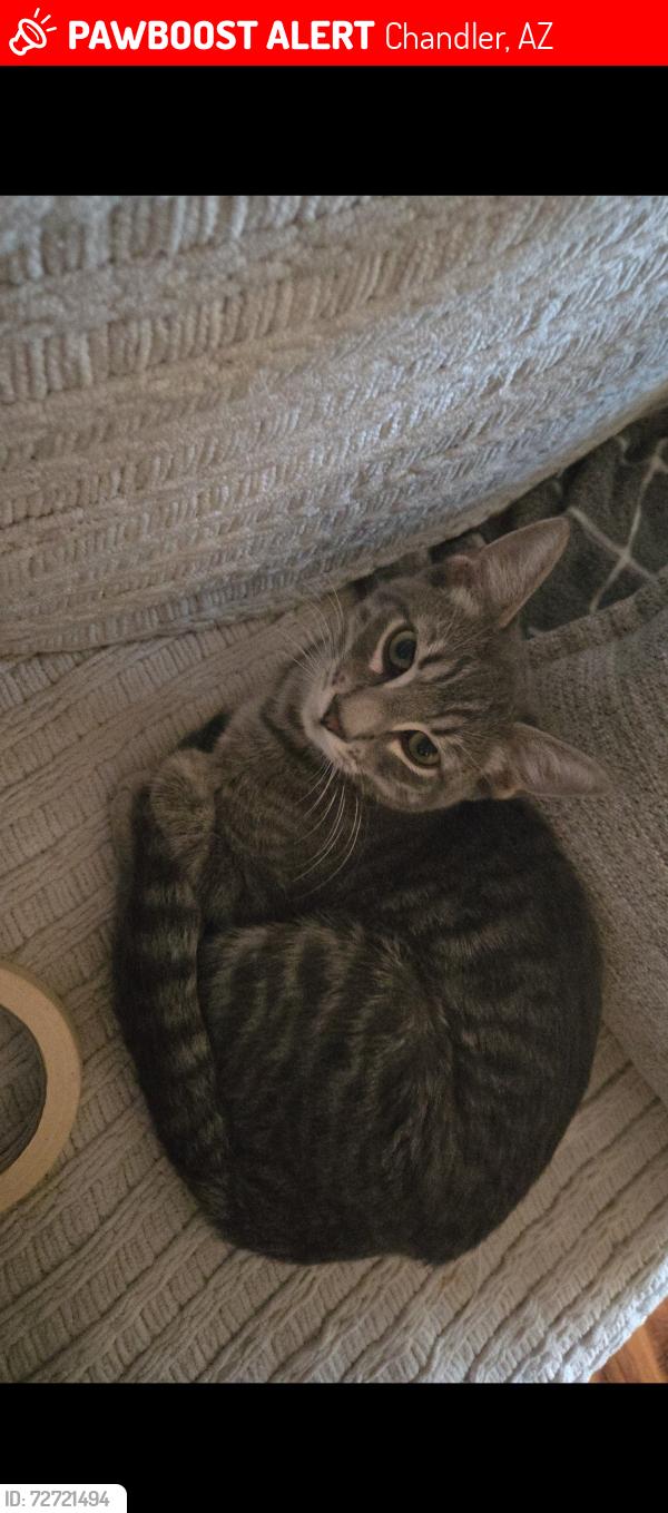 Lost Male Cat last seen Arizona Ave and Germann , Chandler, AZ 85286
