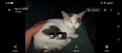 Lost Female Cat last seen Quinalt and williams , Benton County, WA 99336