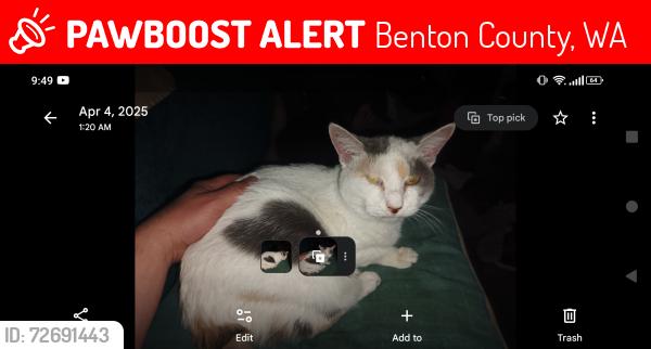 Lost Female Cat last seen Quinalt and williams , Benton County, WA 99336