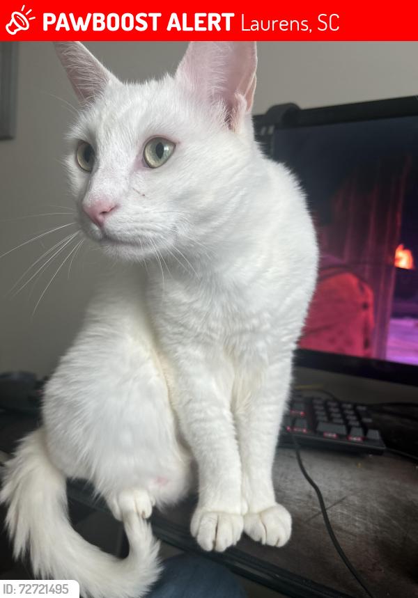 Lost Male Cat last seen Close to the feed and seed , Laurens, SC 29360