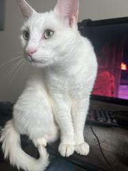 Lost Male Cat last seen Close to the feed and seed , Laurens, SC 29360