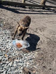 Found/Stray Male Dog last seen Cisco gardens , Jacksonville, FL 32219