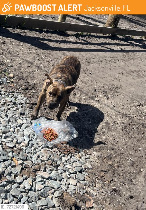 Found/Stray Male Dog last seen Cisco gardens , Jacksonville, FL 32219