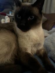 Lost Male Cat last seen 4th st, Long Beach, CA 90813