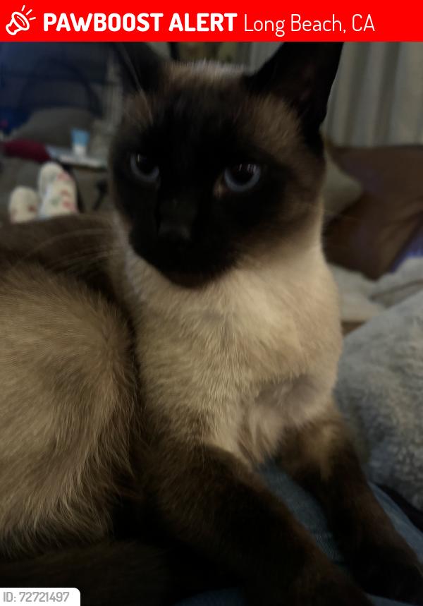 Lost Male Cat last seen 4th st, Long Beach, CA 90813