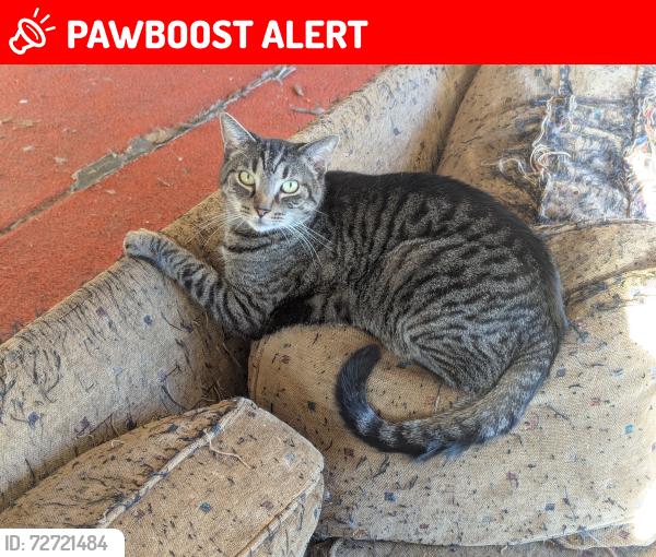 Lost Male Cat last seen Catalpa Ave, St. Charles Township, IL 60174