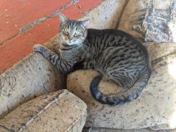 Lost Male Cat last seen Catalpa Ave, St. Charles Township, IL 60174