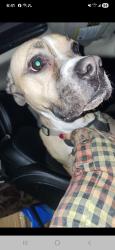 Found/Stray Female Dog last seen On the highway , Moncton, NB 