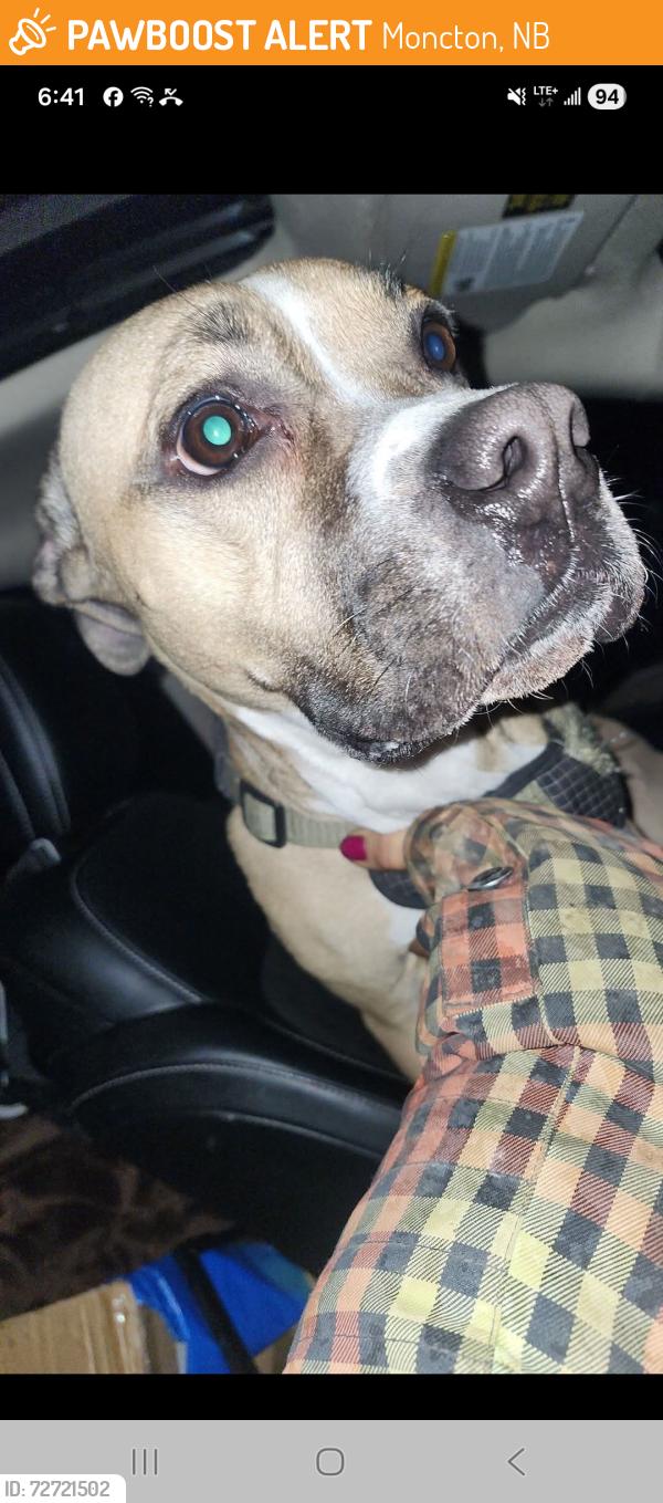 Found/Stray Female Dog last seen On the highway , Moncton, NB 