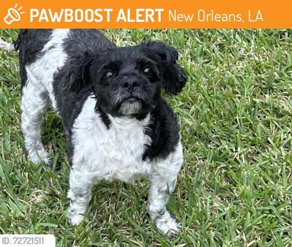 Found/Stray Unknown Dog last seen Chevy Chase, New Orleans, LA 70127