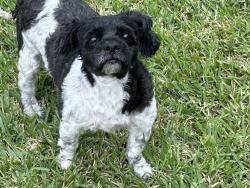 Found/Stray Unknown Dog last seen Chevy Chase, New Orleans, LA 70127