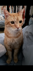 Lost Male Cat last seen Montview Dr and casa Bonita way, Escondido, CA 92025