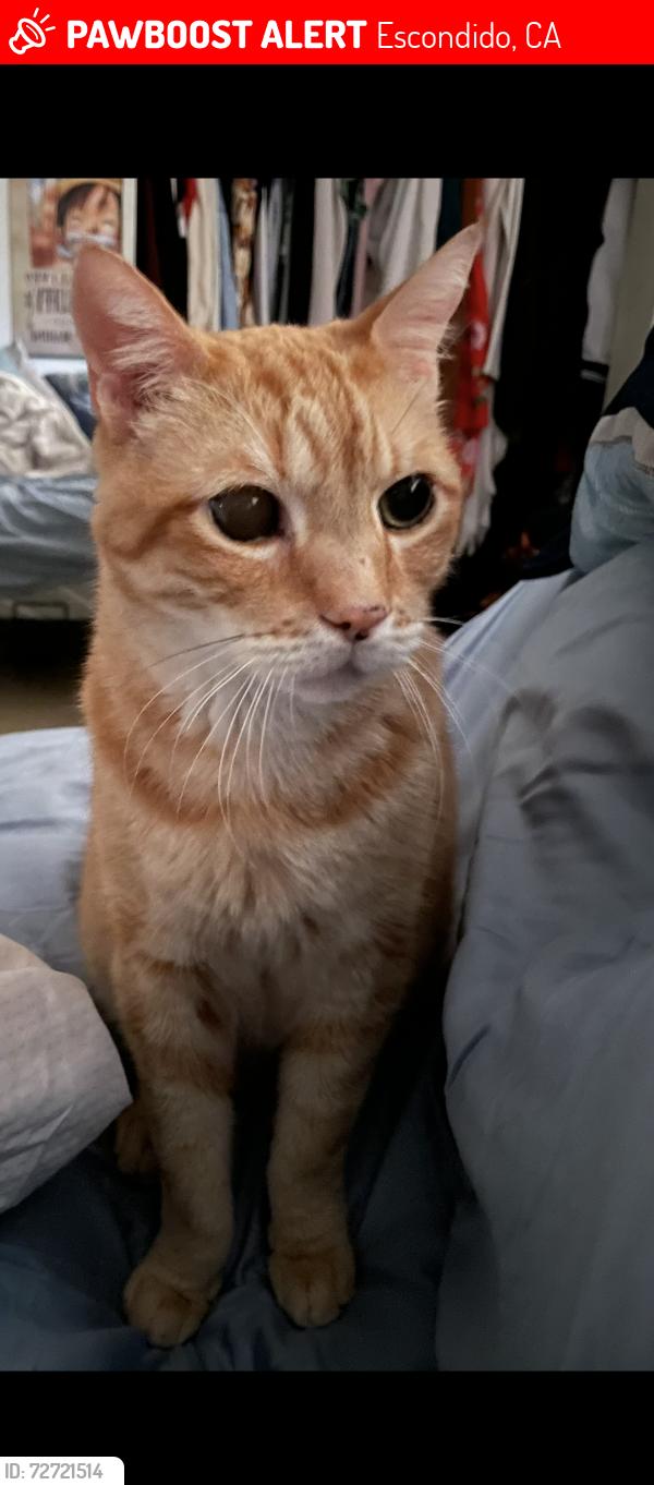 Lost Male Cat last seen Montview Dr and casa Bonita way, Escondido, CA 92025