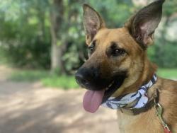Lost Male Dog last seen Going towards woodway, Old River-Winfree, TX 77580