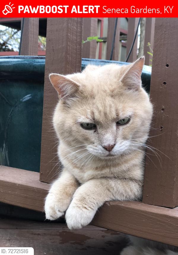 Lost Male Cat last seen Wallace and Wetstein Ave , Seneca Gardens, KY 40205
