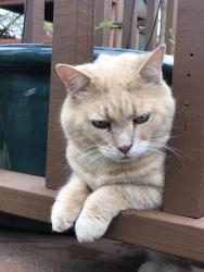 Lost Male Cat last seen Wallace and Wetstein Ave , Seneca Gardens, KY 40205