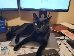 Lost Male Cat last seen Palisades Ave and Kennesaw St, Springdale, AR 72764