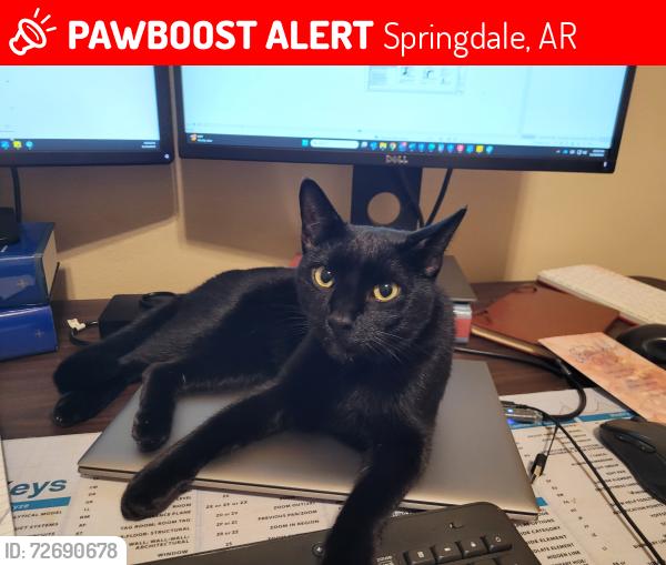 Lost Male Cat last seen Palisades Ave and Kennesaw St, Springdale, AR 72764