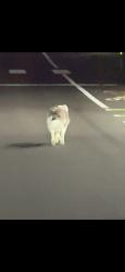 Found/Stray Unknown Dog last seen Pacific Highway, Kent, WA 98032