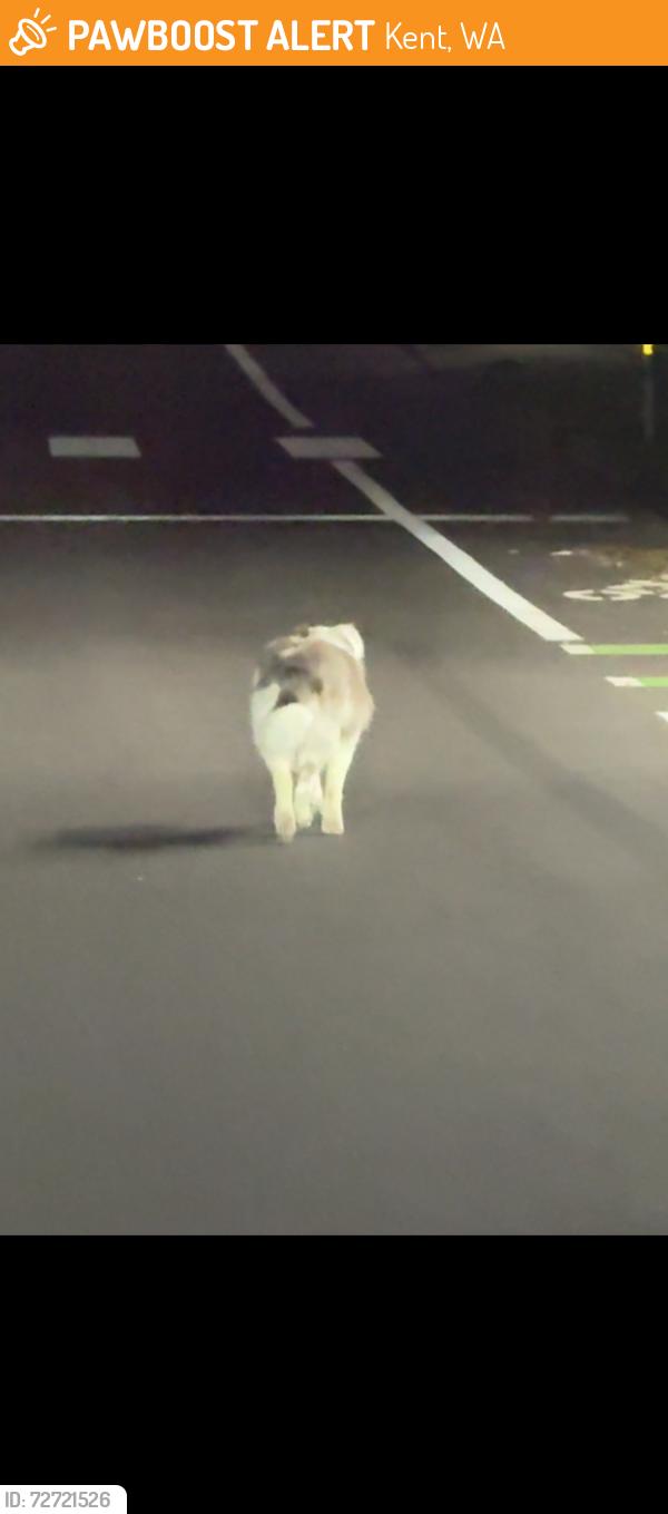 Found/Stray Unknown Dog last seen Pacific Highway, Kent, WA 98032
