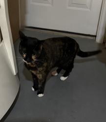 Found/Stray Female Cat last seen Goodwill on Kernan Blvd, Jacksonville, FL 32225