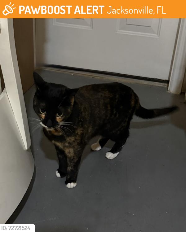 Found/Stray Female Cat last seen Goodwill on Kernan Blvd, Jacksonville, FL 32225
