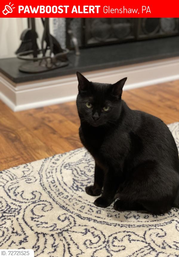 Lost Female Cat last seen Charles St. Glenshaw Ave , Glenshaw, PA 15116