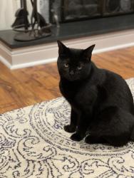 Lost Female Cat last seen Charles St. Glenshaw Ave , Glenshaw, PA 15116