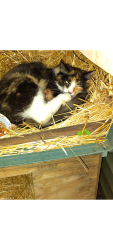 Lost Female Cat last seen Anchor st, Providence, RI 02904
