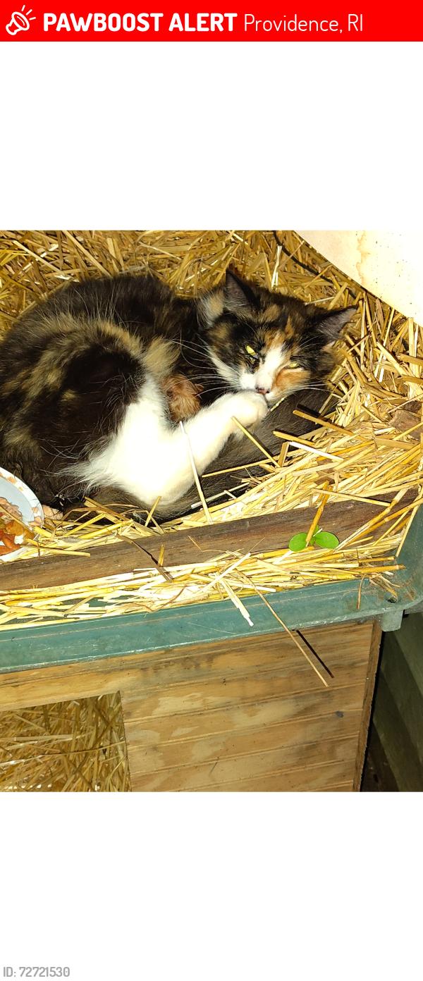 Lost Female Cat last seen Anchor st, Providence, RI 02904