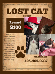 Lost Male Cat last seen Rosemont apmts, Oklahoma City, OK 73159