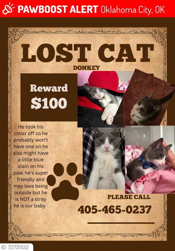 Lost Male Cat last seen Rosemont apmts, Oklahoma City, OK 73159