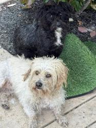 Found/Stray Unknown Dog last seen grant line and macarthur, Tracy, CA 95304
