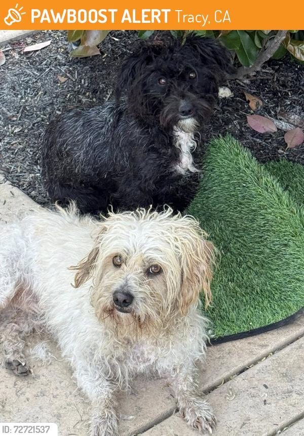 Found/Stray Unknown Dog last seen grant line and macarthur, Tracy, CA 95304