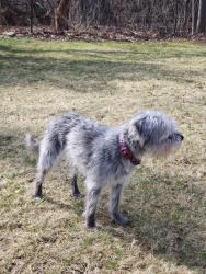 Found/Stray Unknown Dog last seen Buhr Park , Ann Arbor, MI 48104