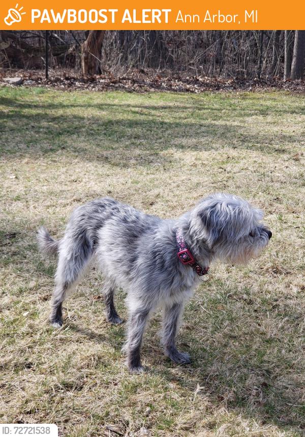 Found/Stray Unknown Dog last seen Buhr Park , Ann Arbor, MI 48104