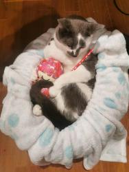 Lost Male Cat last seen Rue du Brouilly , Vaudreuil-Soulanges, QC J7T 2C1