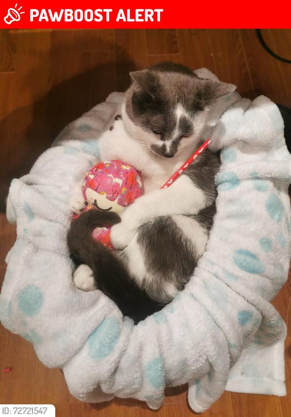 Lost Male Cat last seen Rue du Brouilly , Vaudreuil-Soulanges, QC J7T 2C1