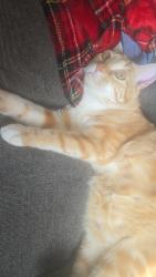 Lost Male Cat last seen Near Oakland rd ne Cedar Rapids, Cedar Rapids, IA 52402
