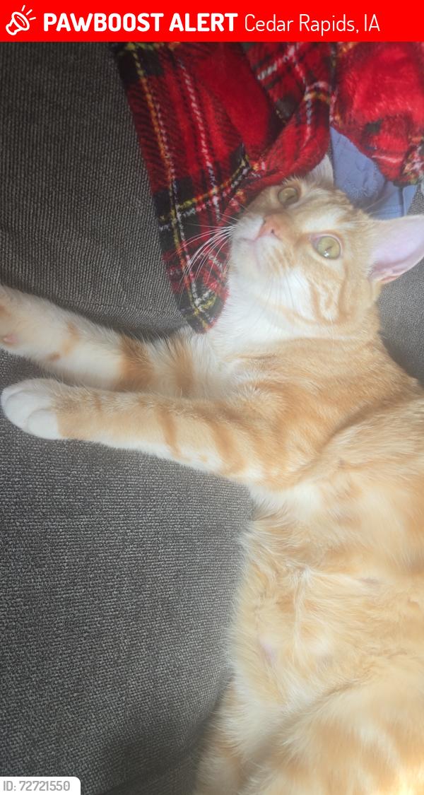 Lost Male Cat last seen Near Oakland rd ne Cedar Rapids, Cedar Rapids, IA 52402
