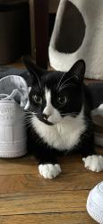 Lost Male Cat last seen Melrose avenue and East 163rd street, The Bronx, NY 10451