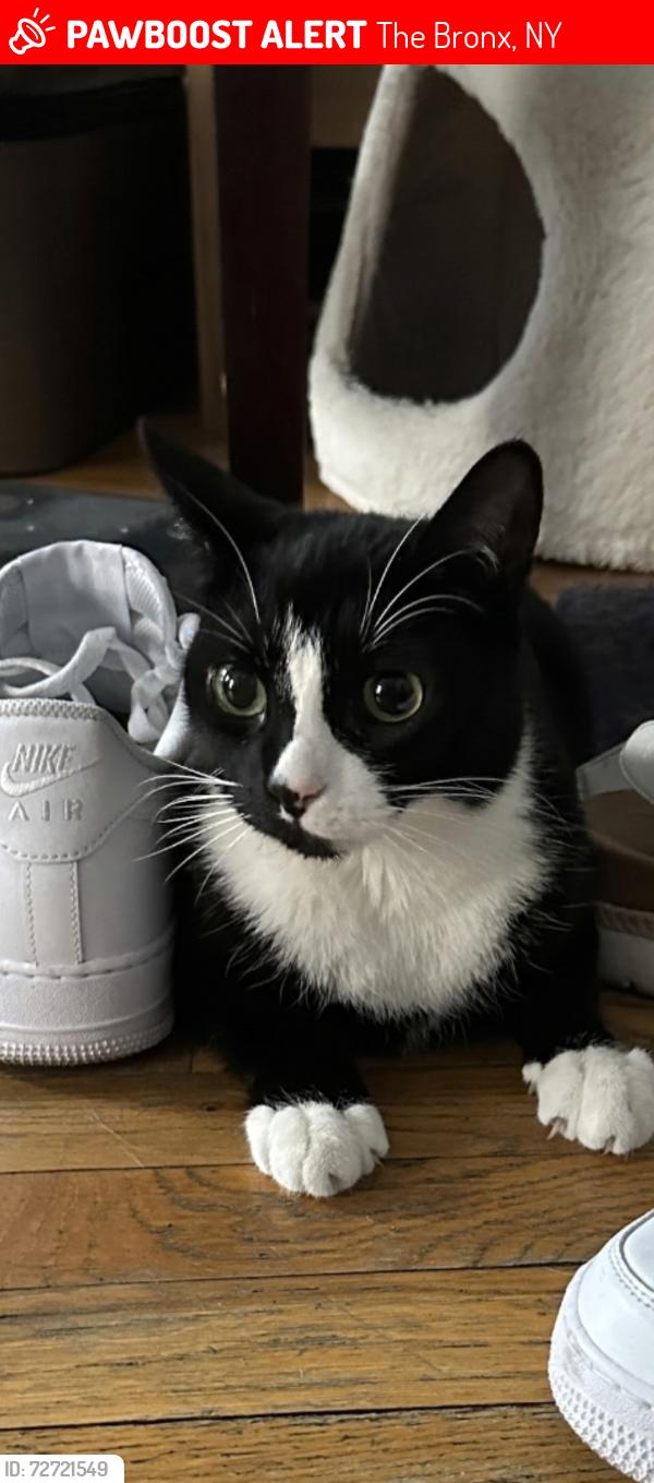 Lost Male Cat last seen Melrose avenue and East 163rd street, The Bronx, NY 10451